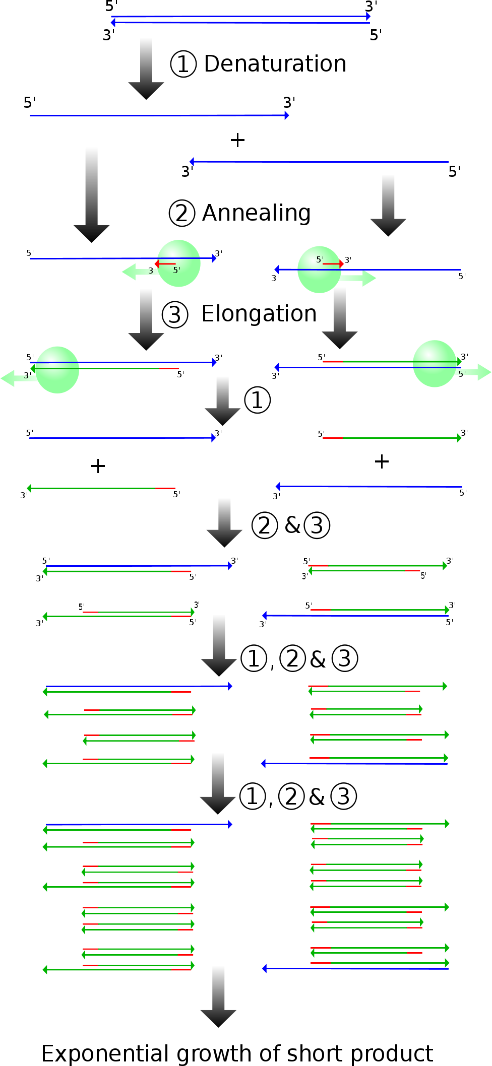  Diagram of PCR products and stages. (Madeleine Price Ball, Creative Commons License, sourced from https://en.wikipedia.org/wiki/File:PCR.svg) 