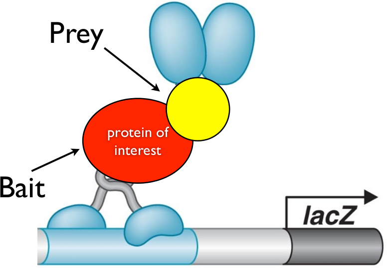  (Top) Protein of interest attached to DNA binding sequence of activator protein. Without appropriate prey, no activation occurs. (Bottom) When prey protein interacts with bait, activation domain is proximal to the promoter, and thus transcription is activated. 