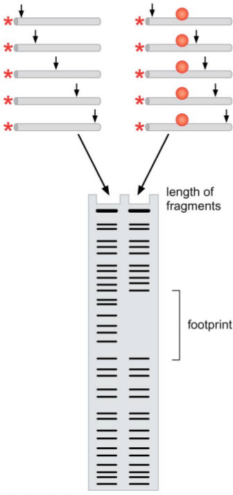  Diagram of DNAsel footprinting. On the left you can see the DNA alone treated with the endonuclease, while the right column corresponds to DNA with a bound protein being treated with the endonuclease. 