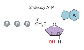  (Left) normal dATP molecule, with an OH on the 3’ end; (Right) ddATP molecule, with just an H on the 3’ end. These molecules can be labeled with radioactive phosphates or fluorophores for later detection. 