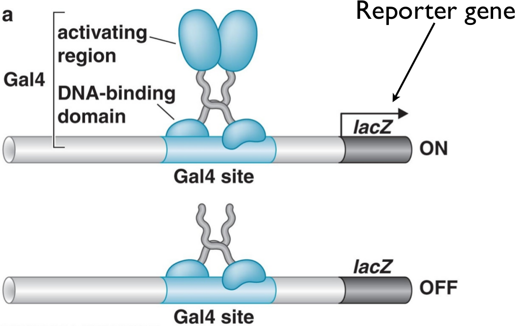  Gal4 protein contains an activation region and a DNA binding domain. The coding sequence for the activation region can be cleaved from the sequence for the DNA binding domain. 