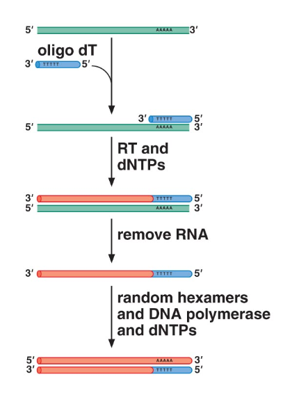  An RNA strand being reverse transcribed into DNA. 