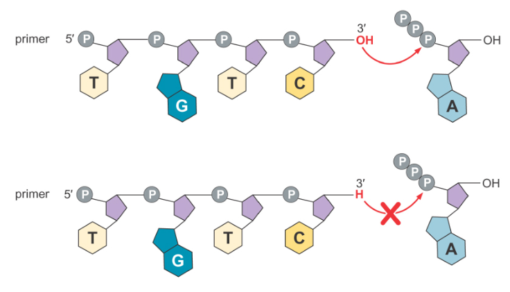  (Top) The oxygen in the 3’ OH can bond with the phosphate in the new dNTP instead of the hydrogen, thus joining the new dNTP into the chain; (Bottom) If the last base incorporated is a ddNTP, the 3’ end has just a hydrogen instead of an OH, and thus no new bases can be incorporated. 